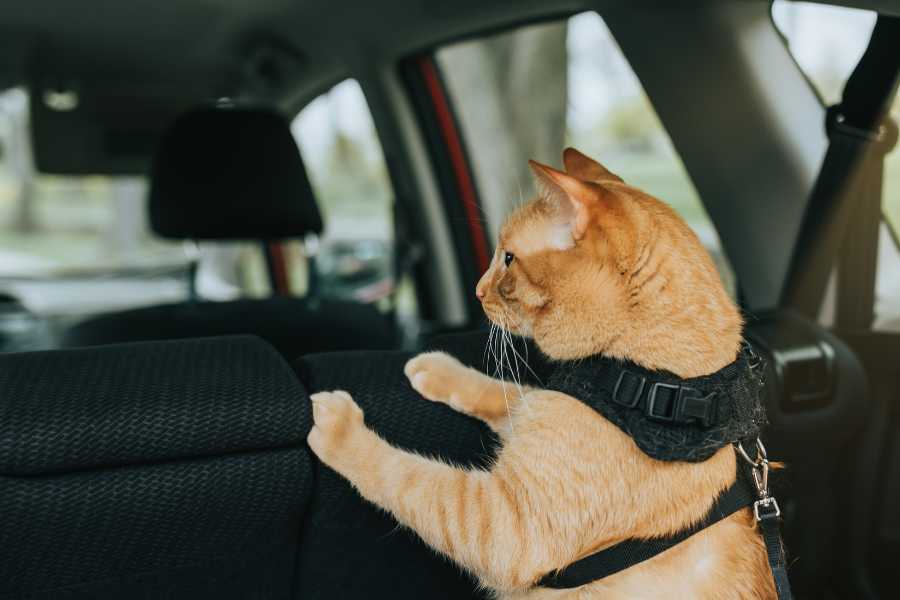orange tabby cat wearing harness in car