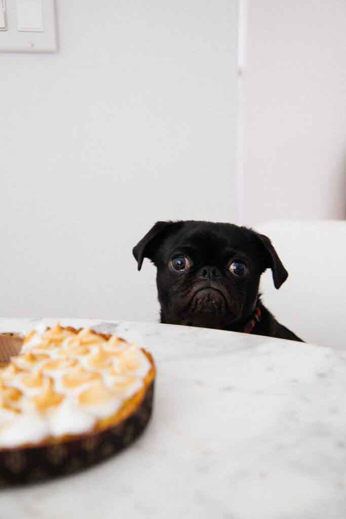 black pug sitting at table next to meringue pie