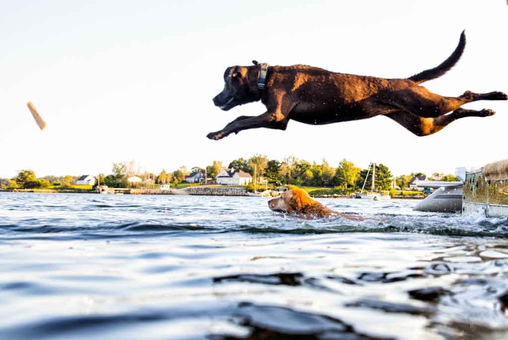 chocolate labrador jumping into a lake