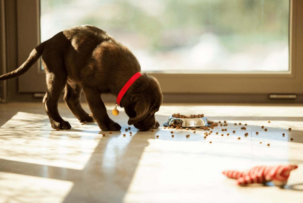 chocolate labrador puppy eating kibble off floor