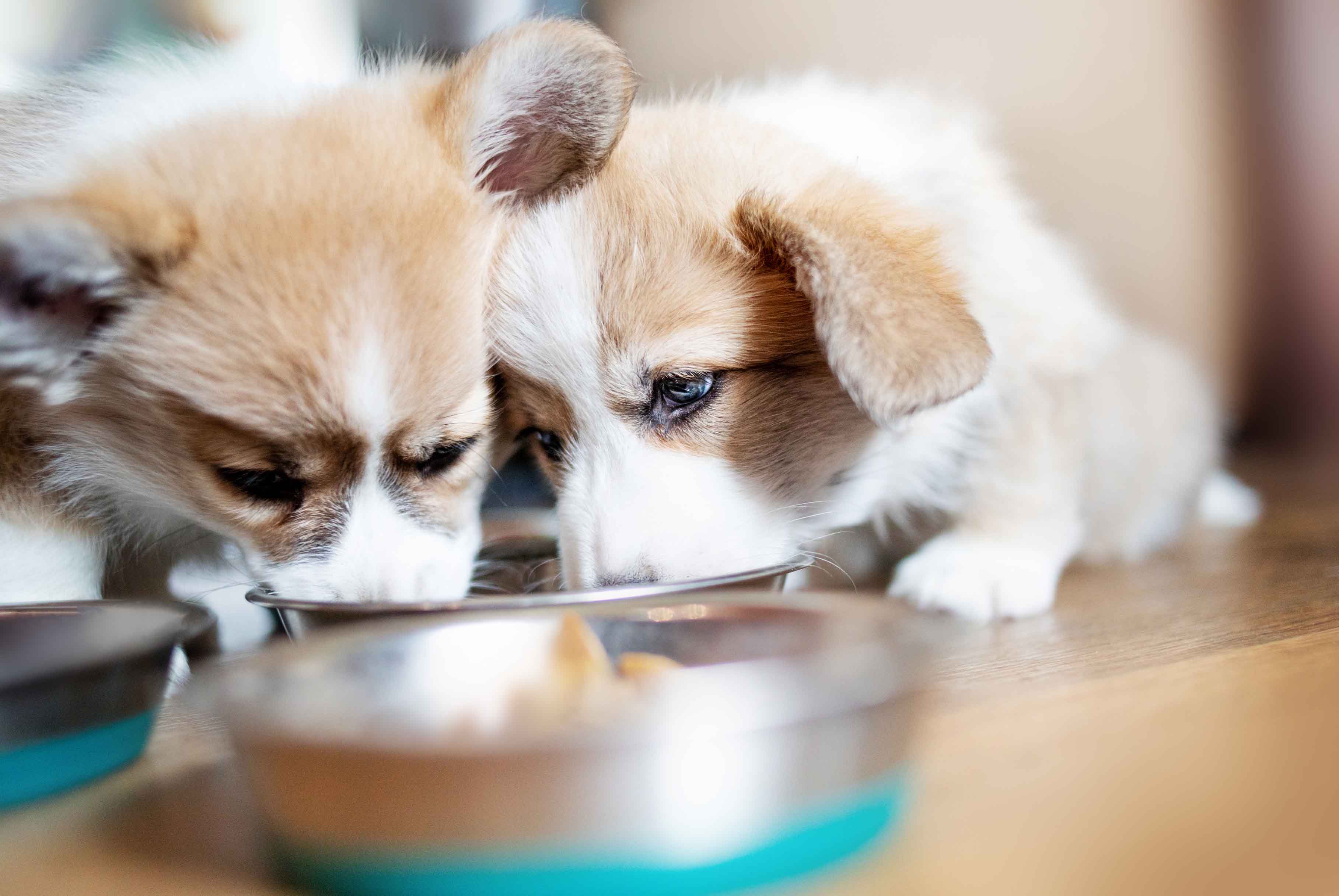 corgi puppies eating from metal bowl