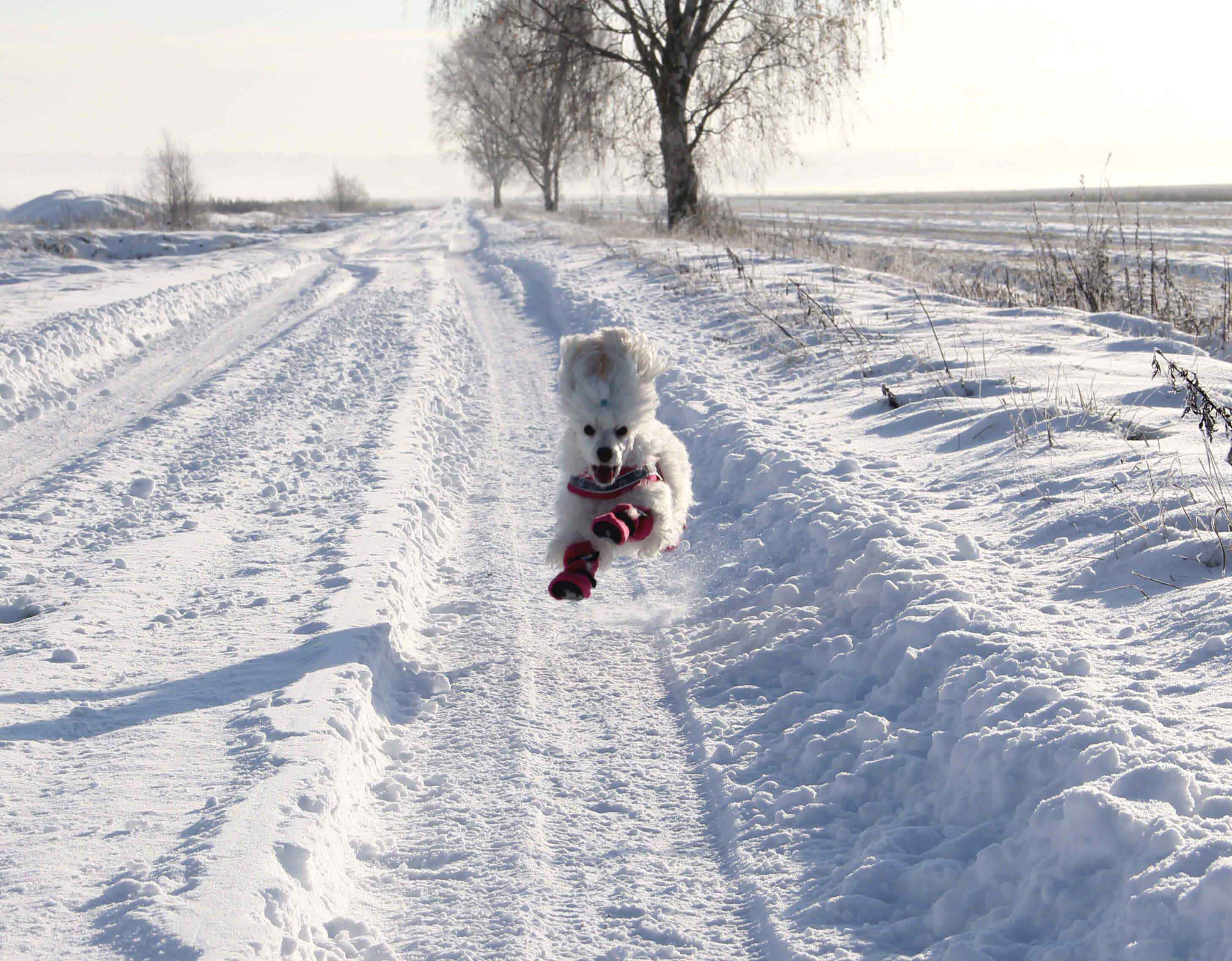 small white dog running on a snowy trail towards camera