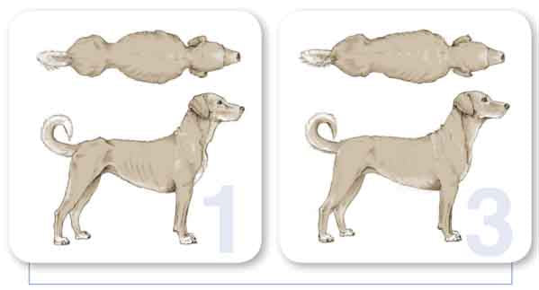 dog body condition 1 to 3