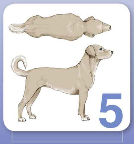 dog ideal body condition