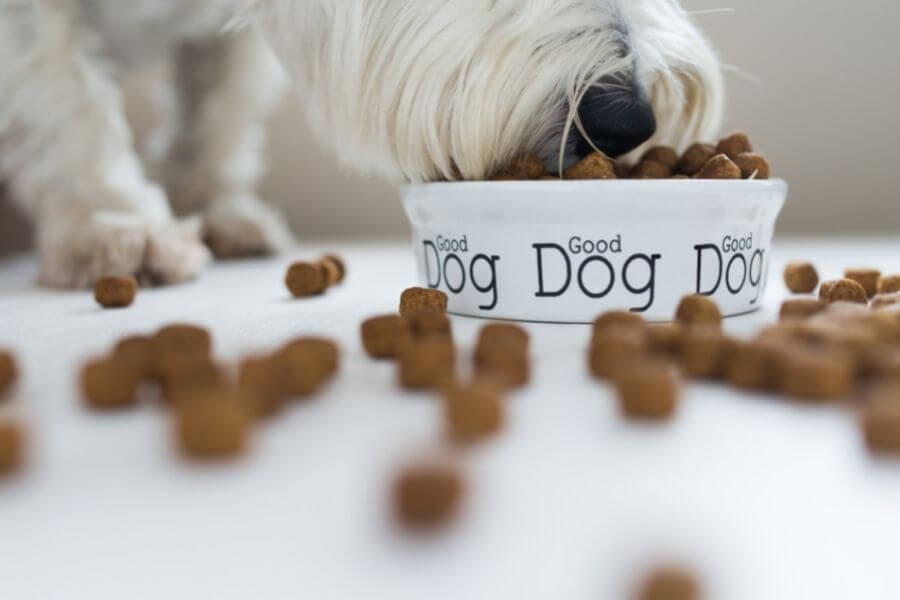 dog with face in bowl and kibble all over the floor