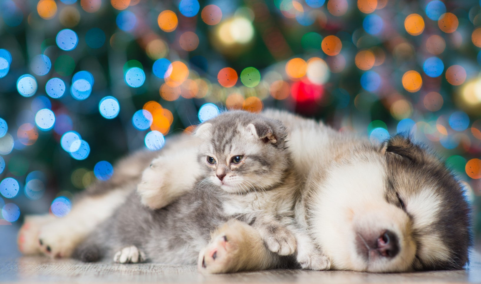 sleeping husky and grey tabby kitten lounging together in front of a christmas tree