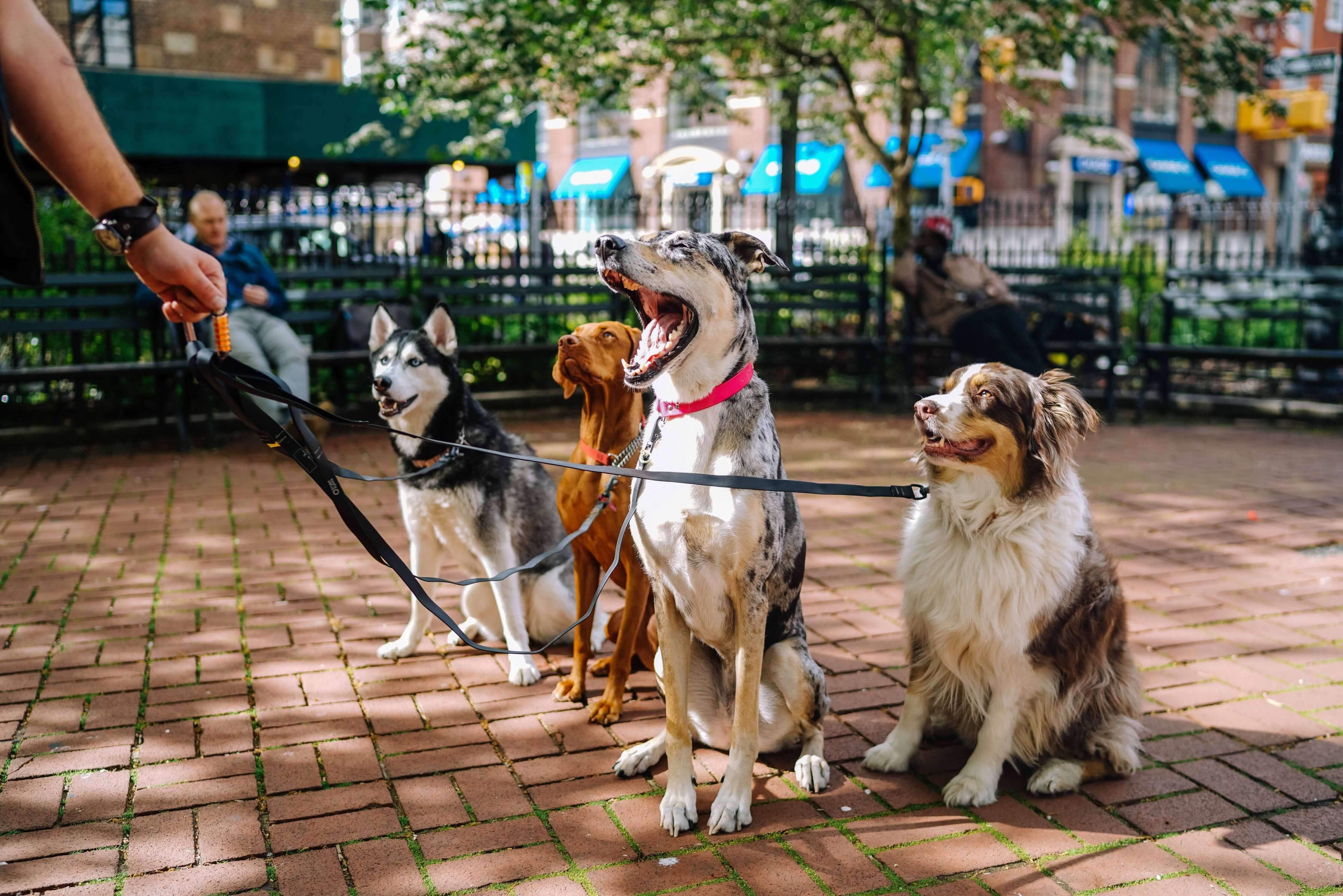 four dogs leashed together sitting on a patio