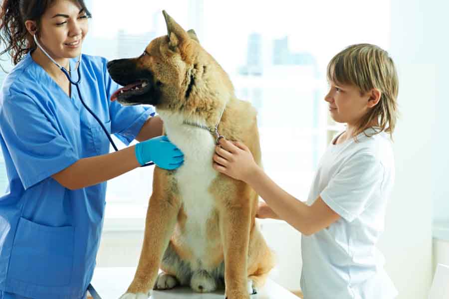 german shepherd getting checked by veterinarian