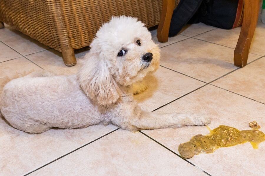 golden doodle sitting next to pile of vomit