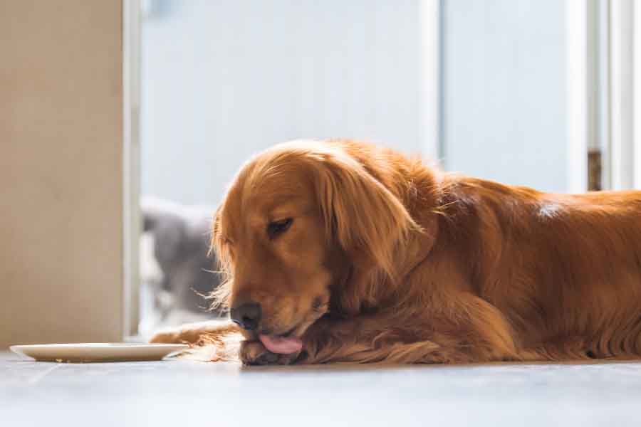 golden retriever licking paw