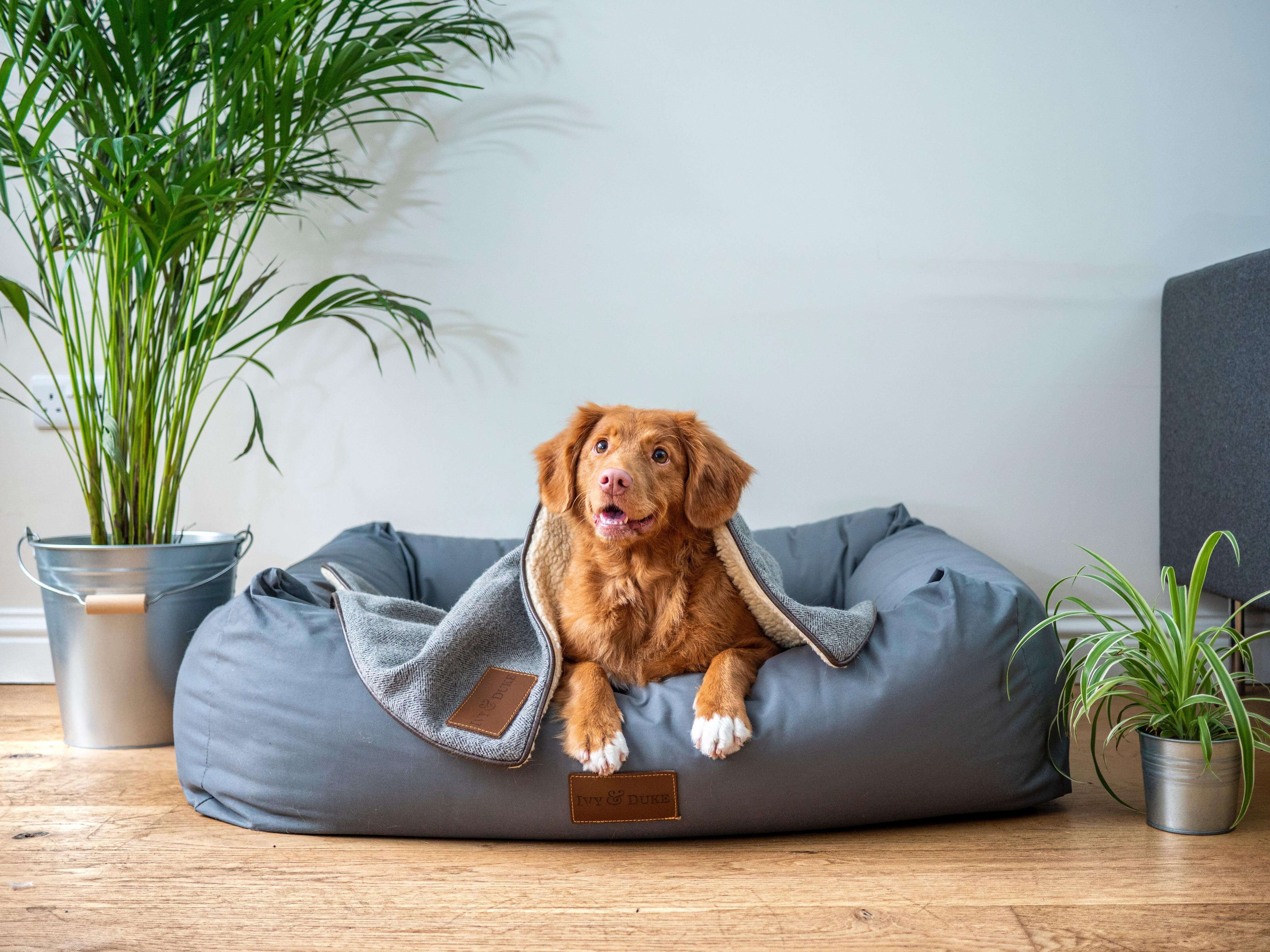 golden sitting on blue dog bed