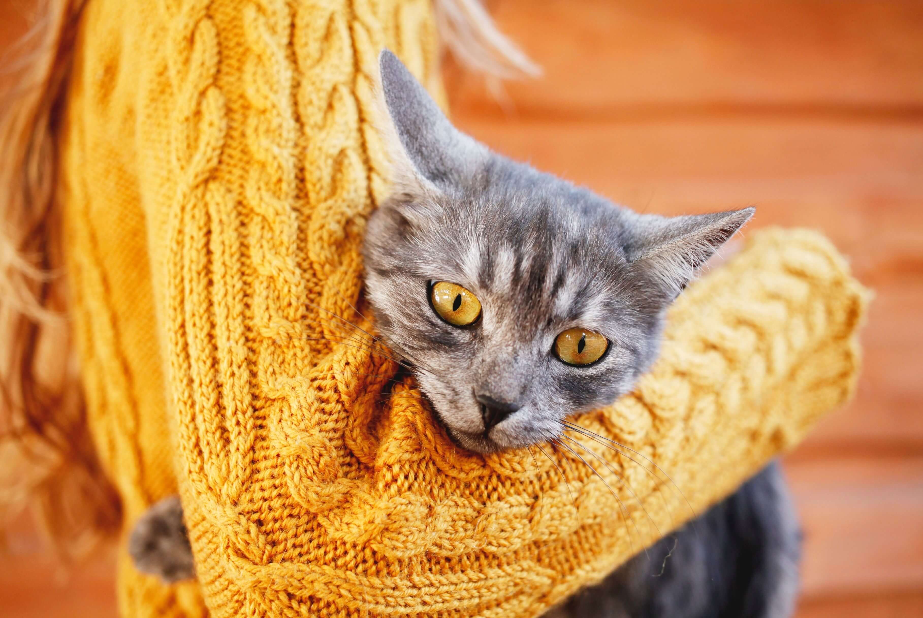 gray cat being held by person wearing gold sweater