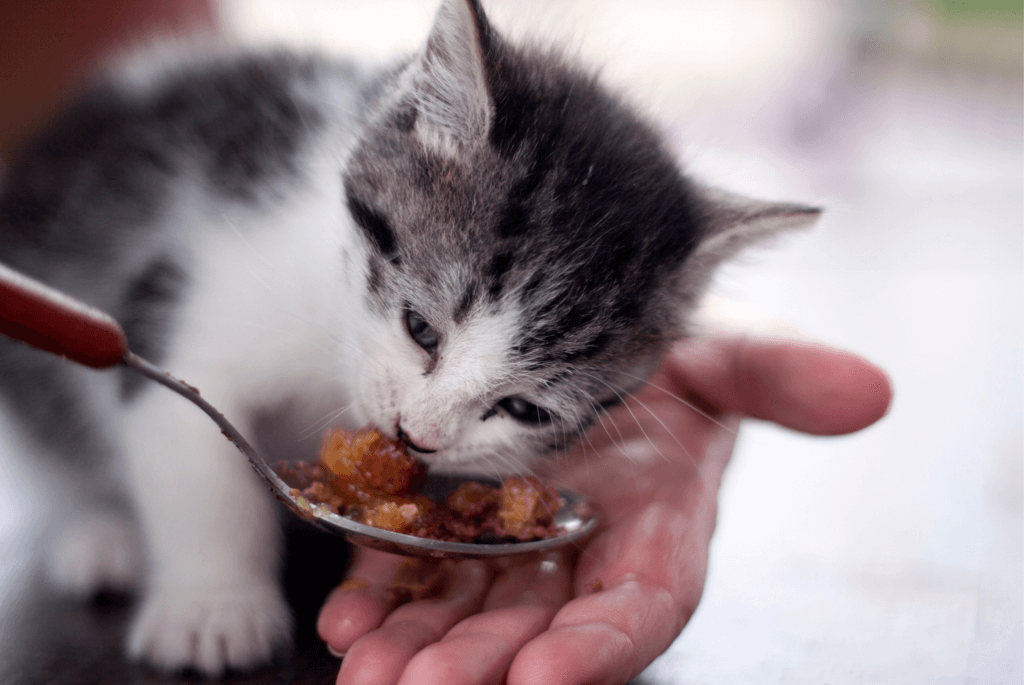gray and white kitten eating from spoon