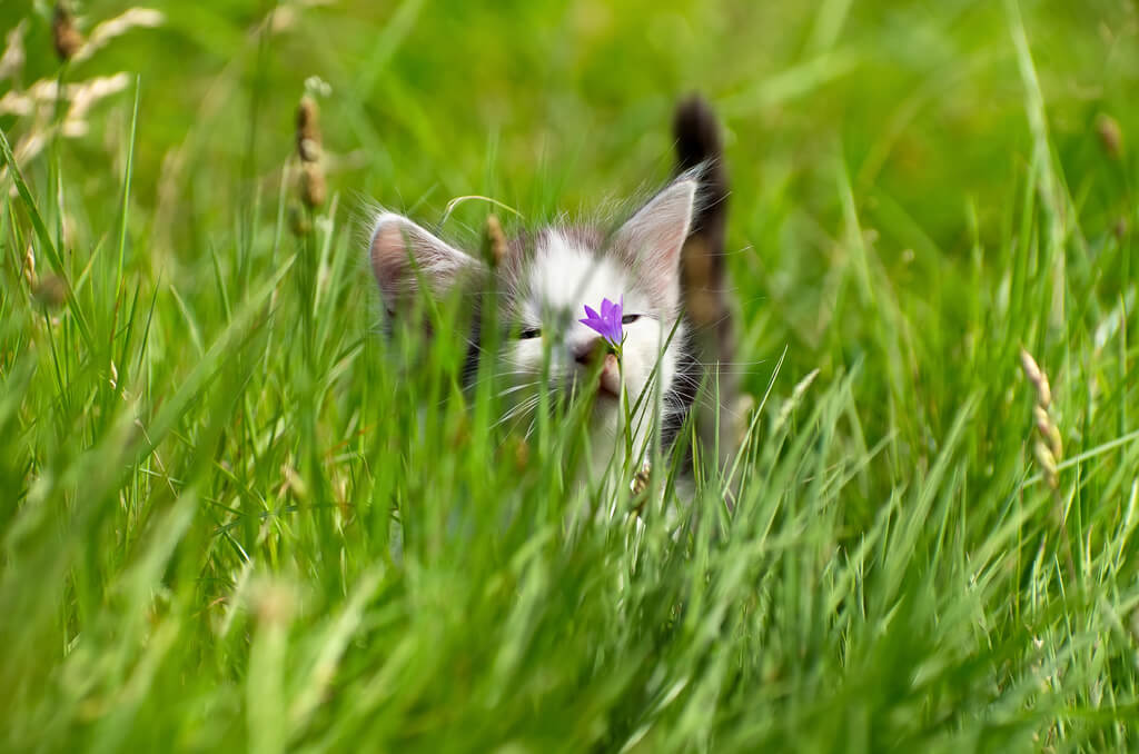 gray tabby kitten in tall grass