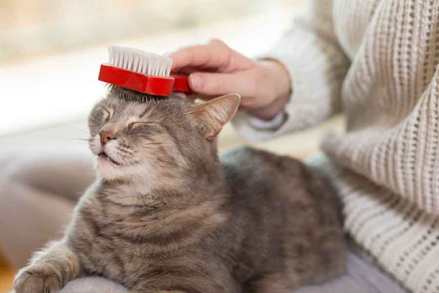 gray tabby getting fur brushed by human