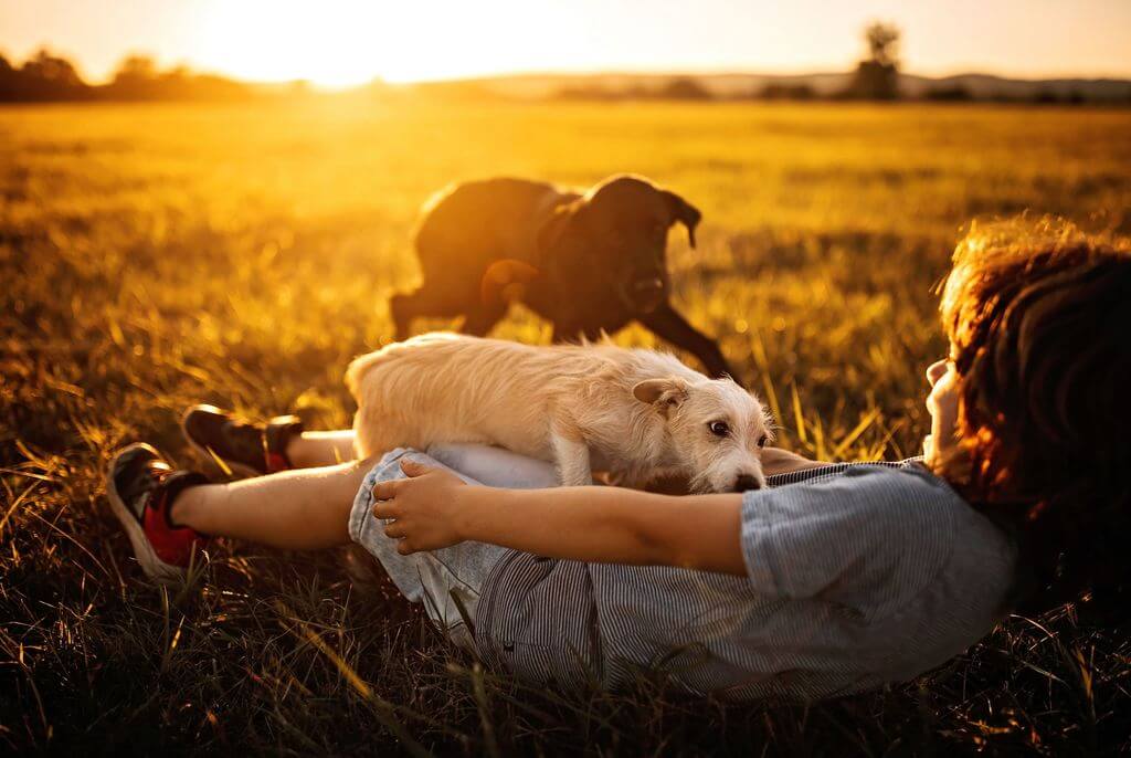 kid playing with dogs at sunset