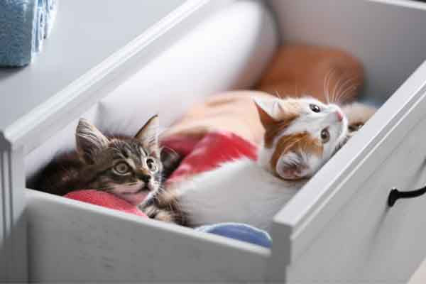 kittens laying in drawer of white dresser