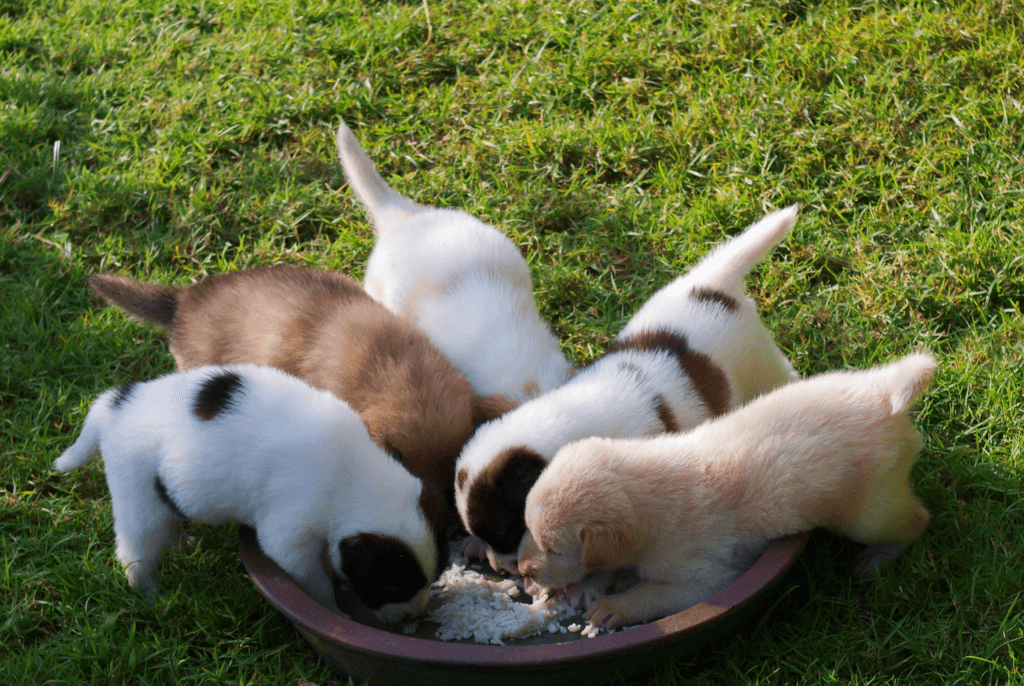 labrador puppies eating from a bowl on the grass