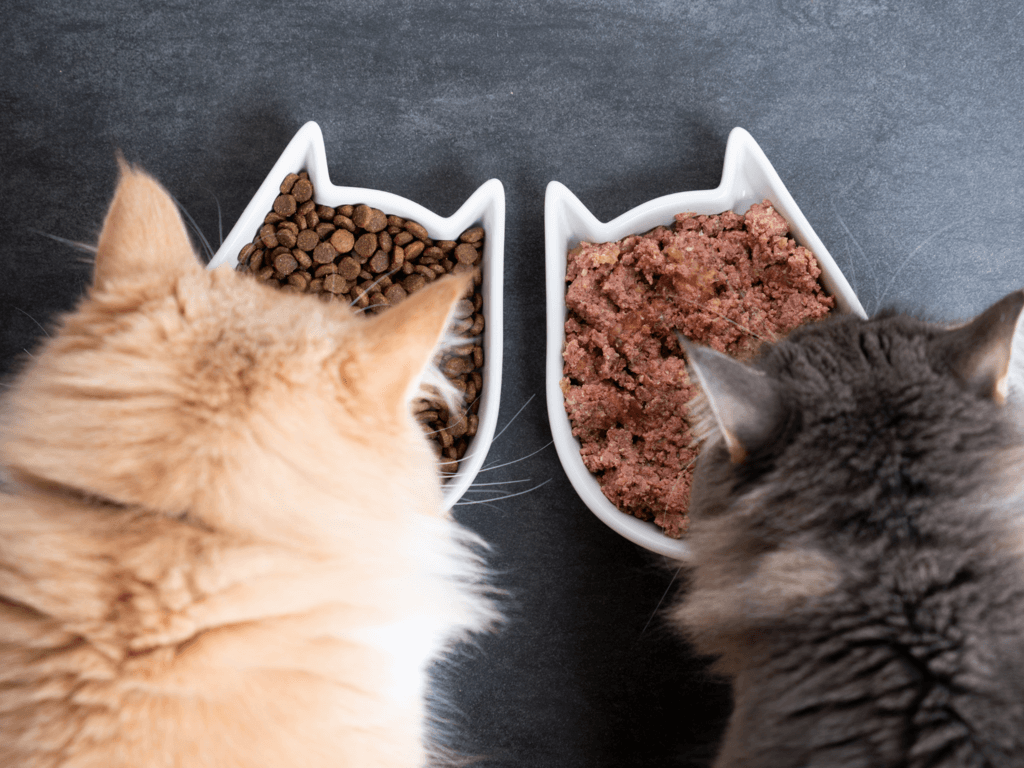 maine coon cats eating kibble from cat shaped bowls