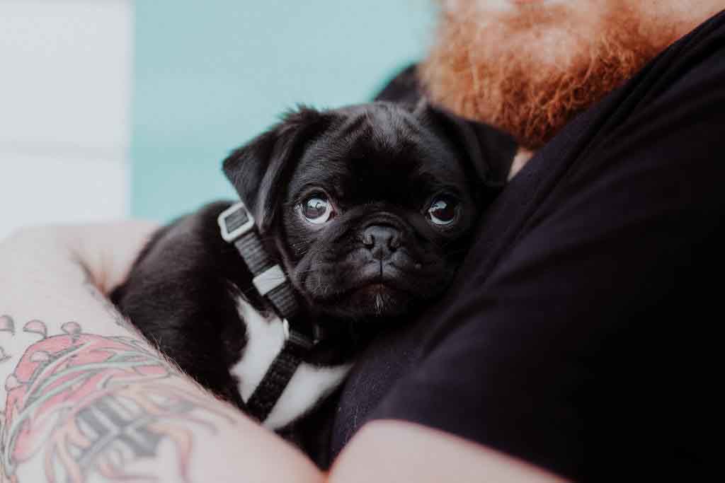 man with ginger beard holding black pug puppy