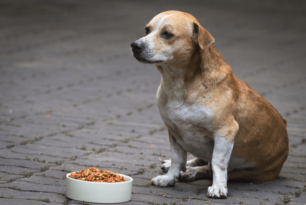 overweight dog sitting on sidewalk next to bowl of food