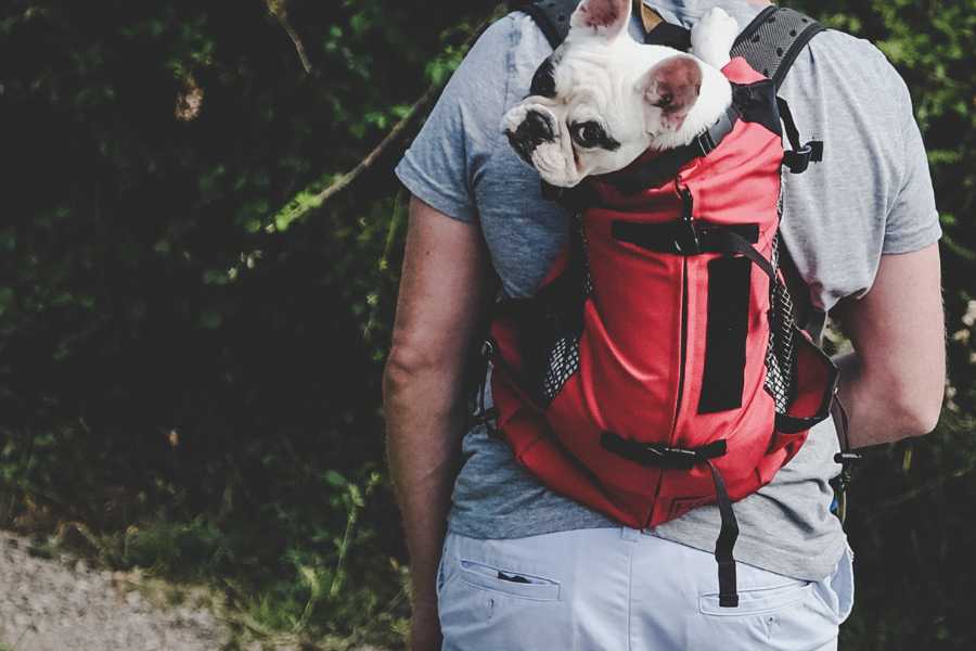 white and tan pug in a red backpack carrier with a person