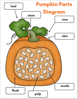 pumpkin parts diagram from mama's happy hive