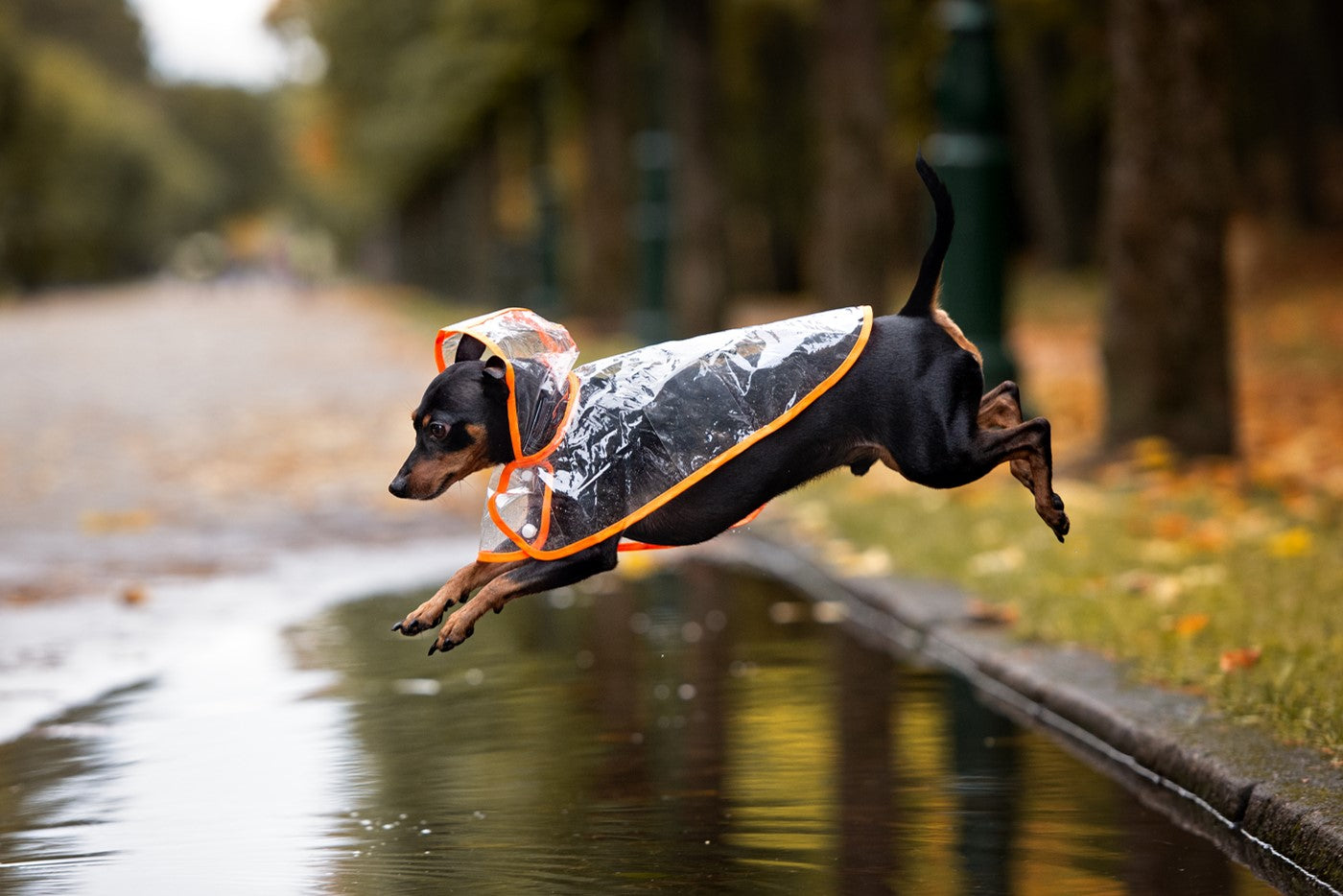 brown and black weiner dog wearing a clear raincoat jumping over a puddle