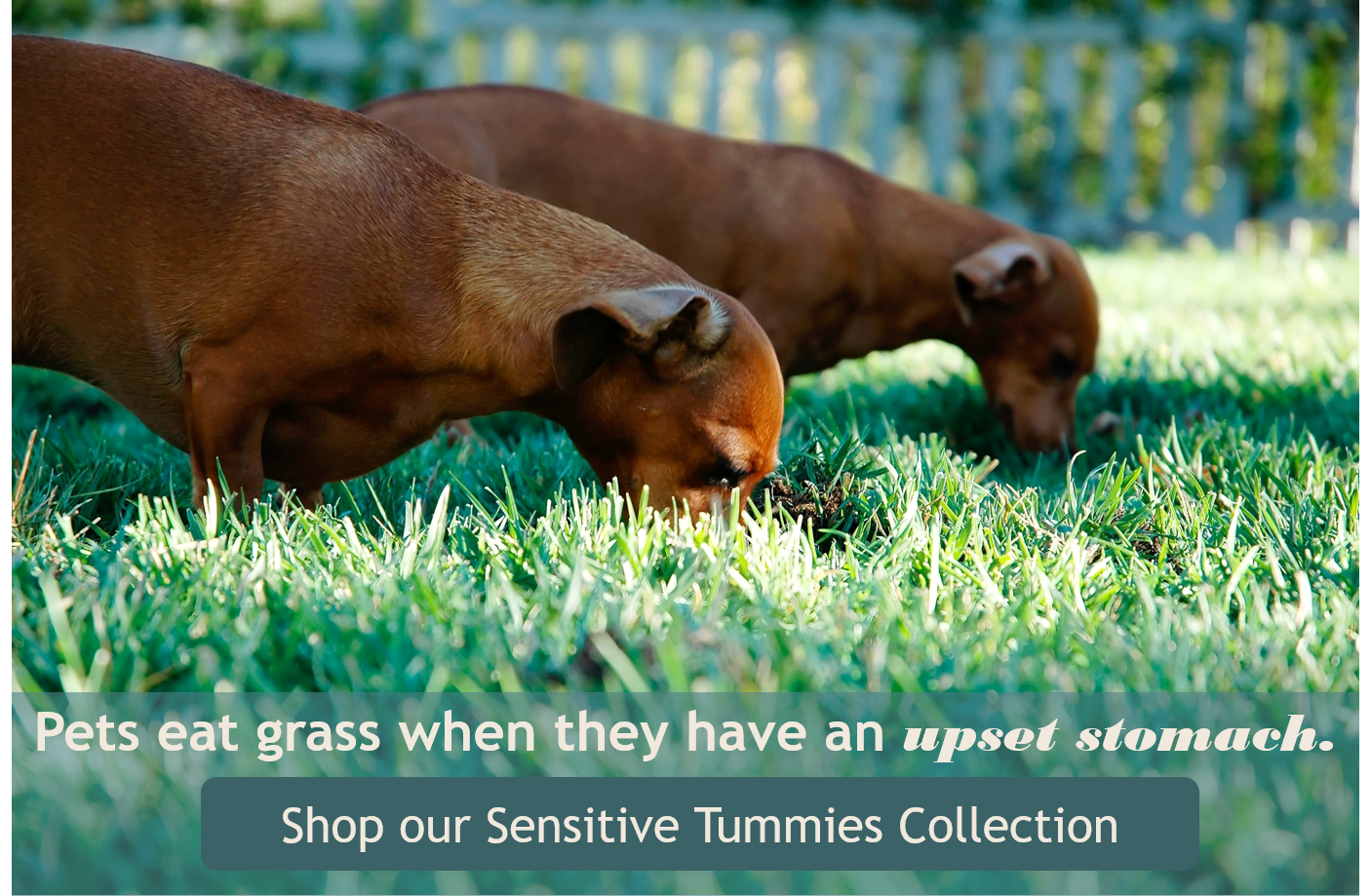 Dogs Weed Killers And Pesticides What You Need To Know Scollar Personalized Pet Care
