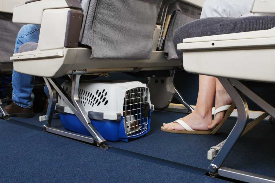 small dog in carrier under seat on airplane