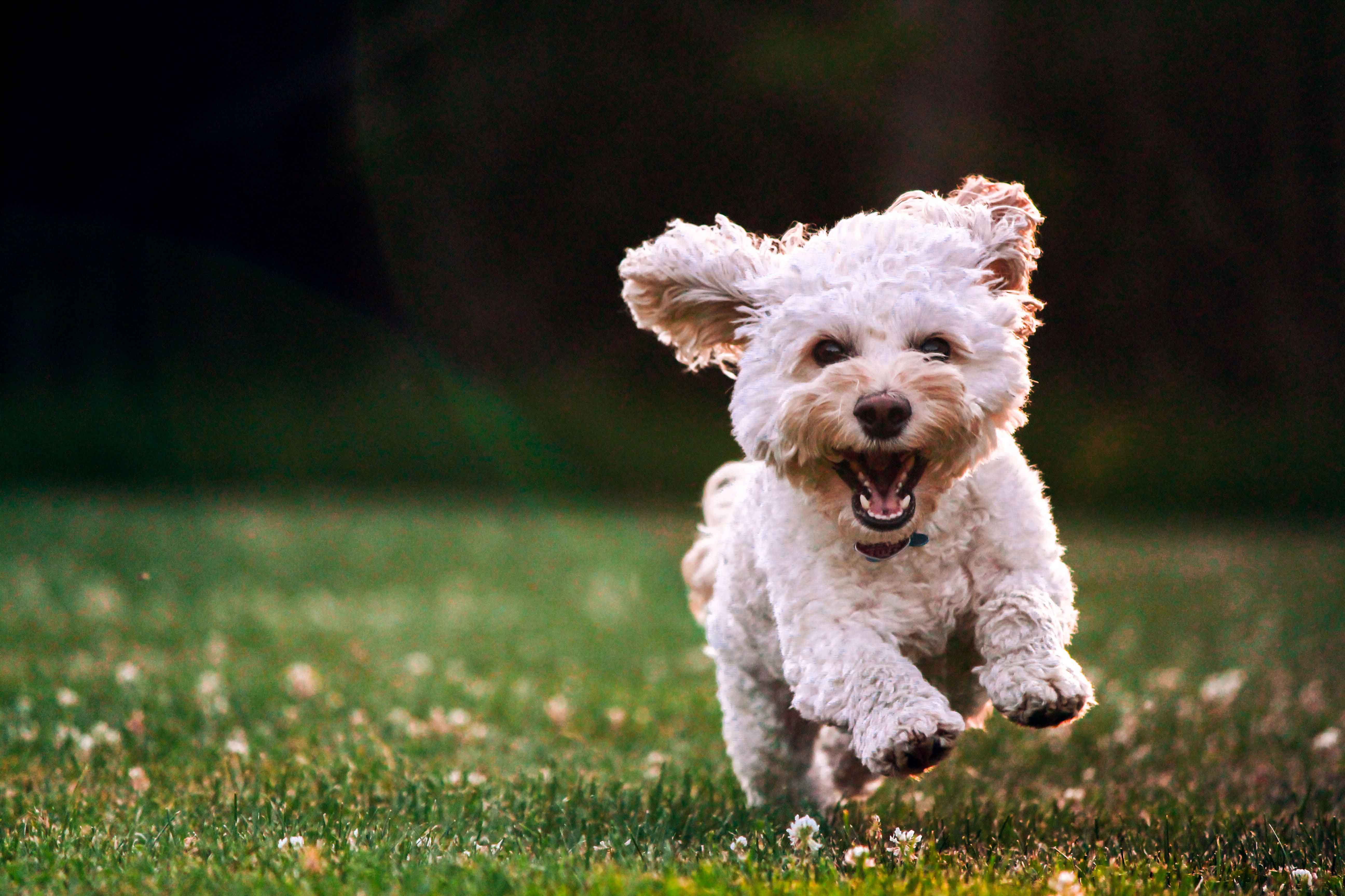 small white dog running on grass towards camera