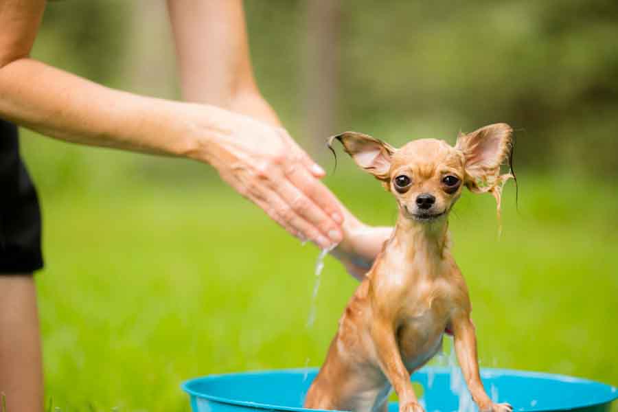 tan chihuahua getting bath in tub outside