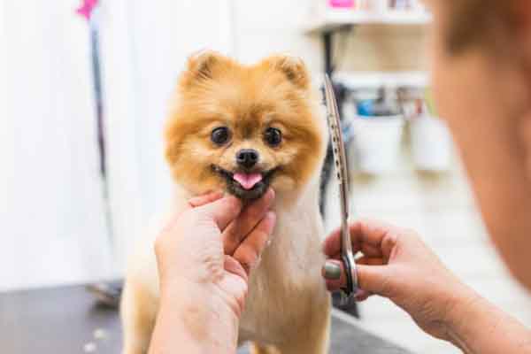 tan little dog getting groomed