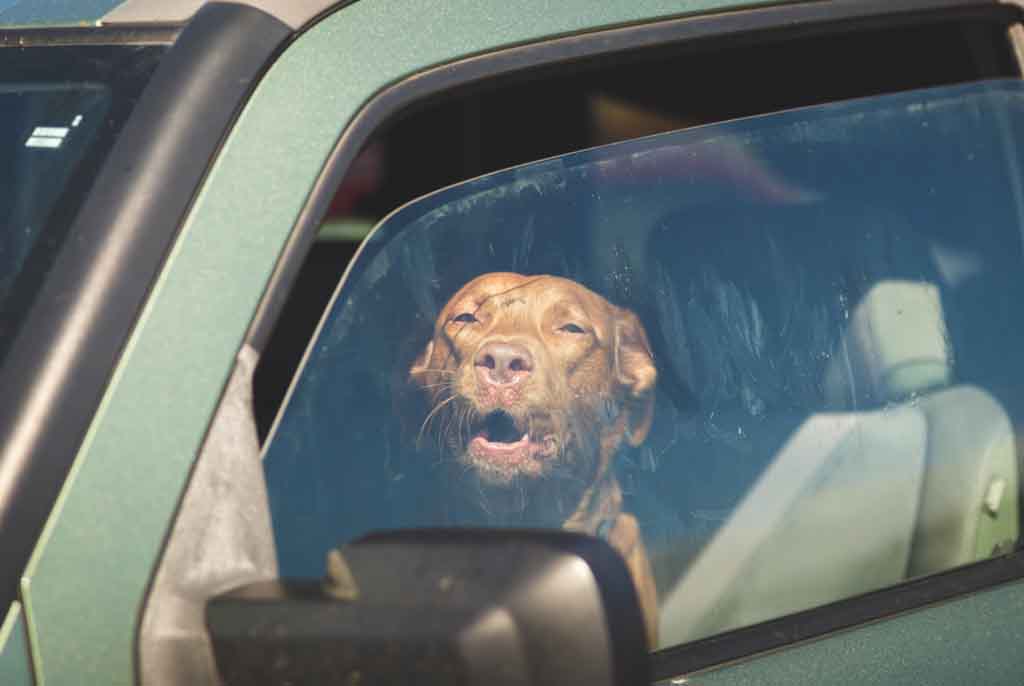 tan pit bull sitting in a car with the window cracked open