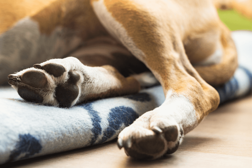 close up of tan dog's paws