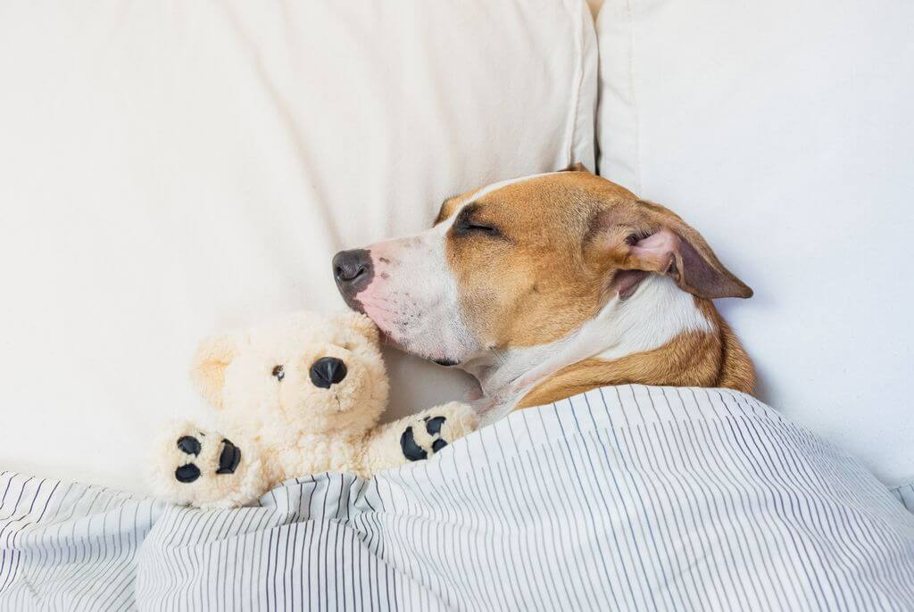 tan dog sleeping with stuffed animal