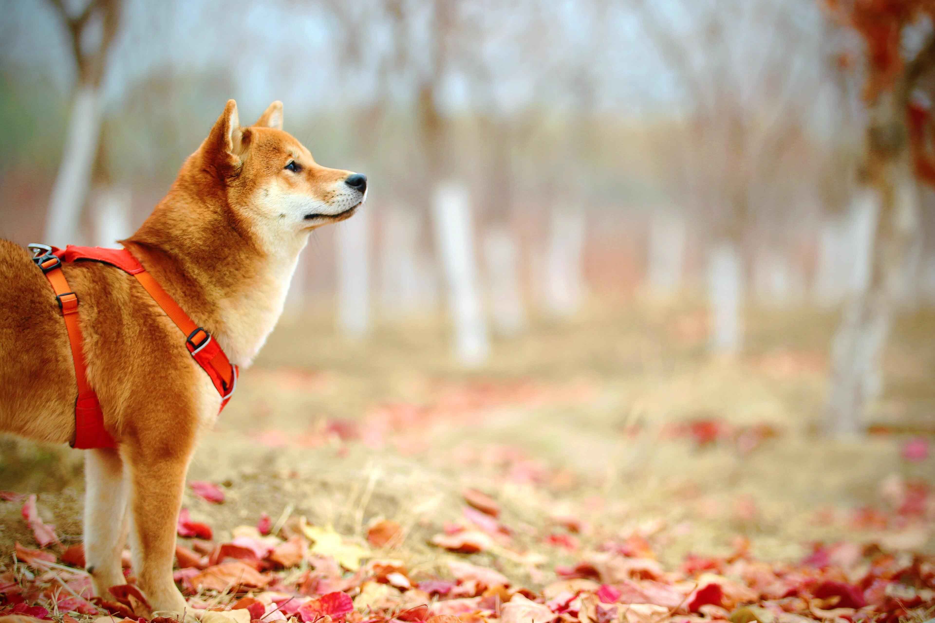 tan dog standing in forest in autumn