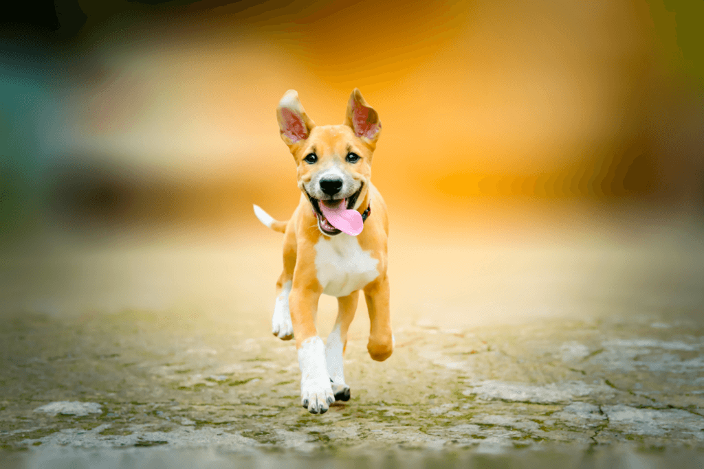 tan puppy running towards camera