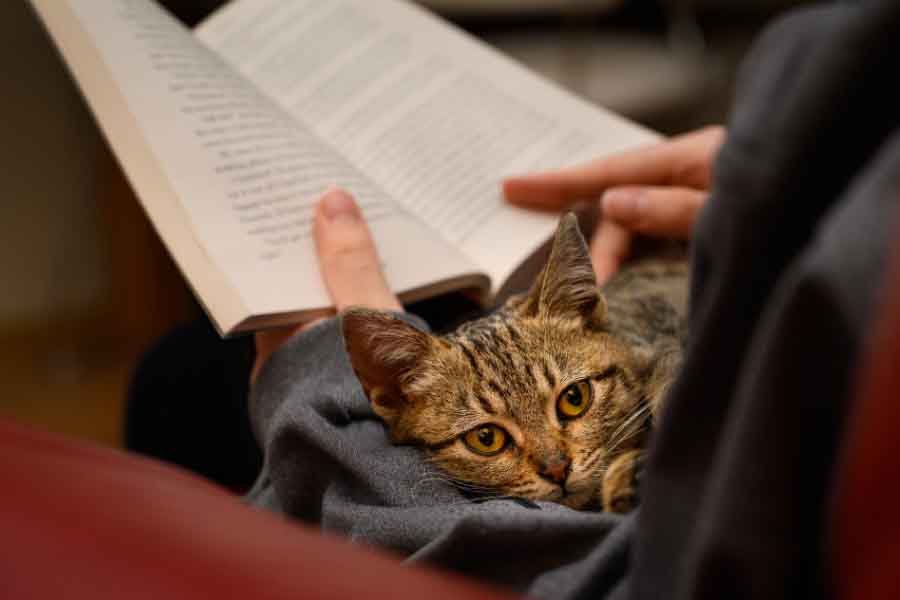 tan tabby laying in arms of person reading