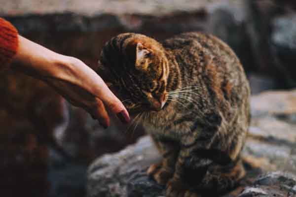 tan tabby cat nuzzling human hand