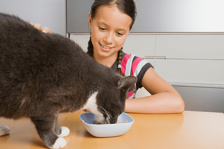 teenage girl watching gray cat eat