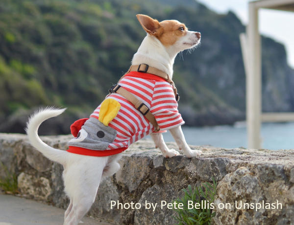 Tiny chihuahua wearing a sweater by Pete Bellis on Unsplash