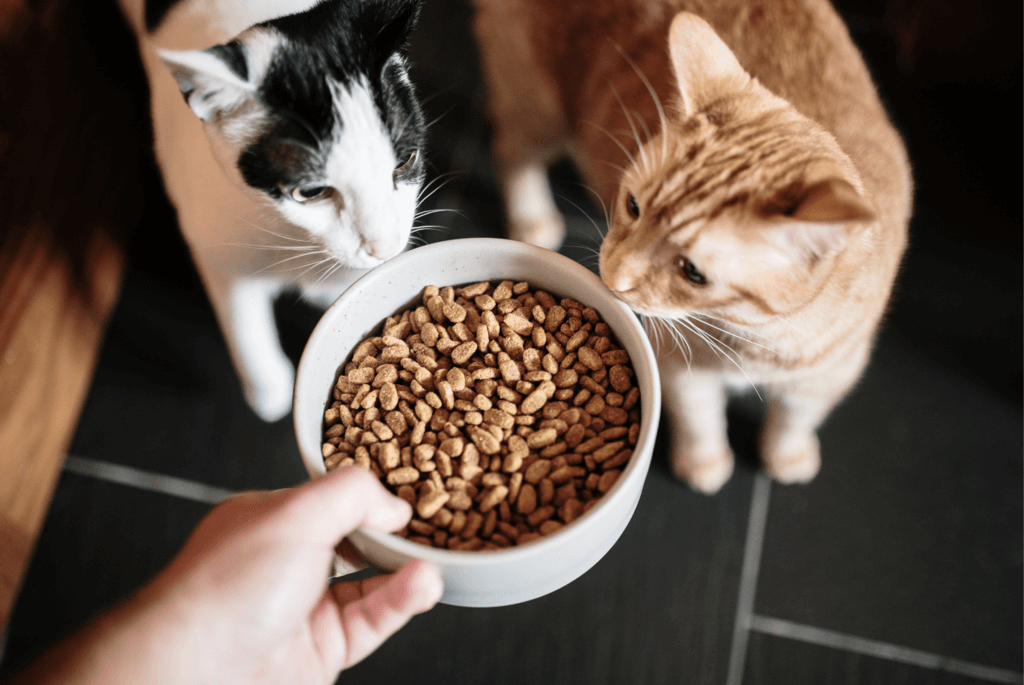 two cats eating kibble