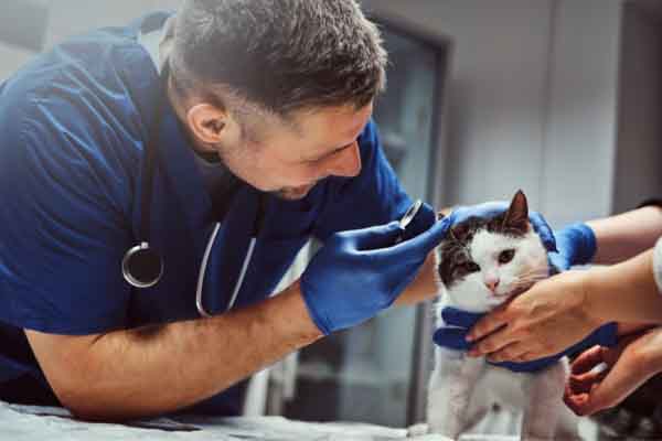 male vet looking into ear of a cat