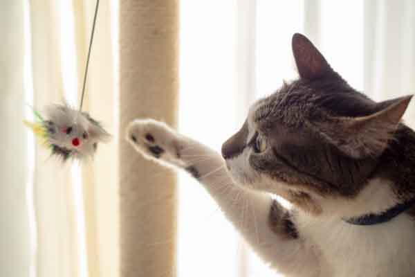 white and gray tabby playing with mouse toy