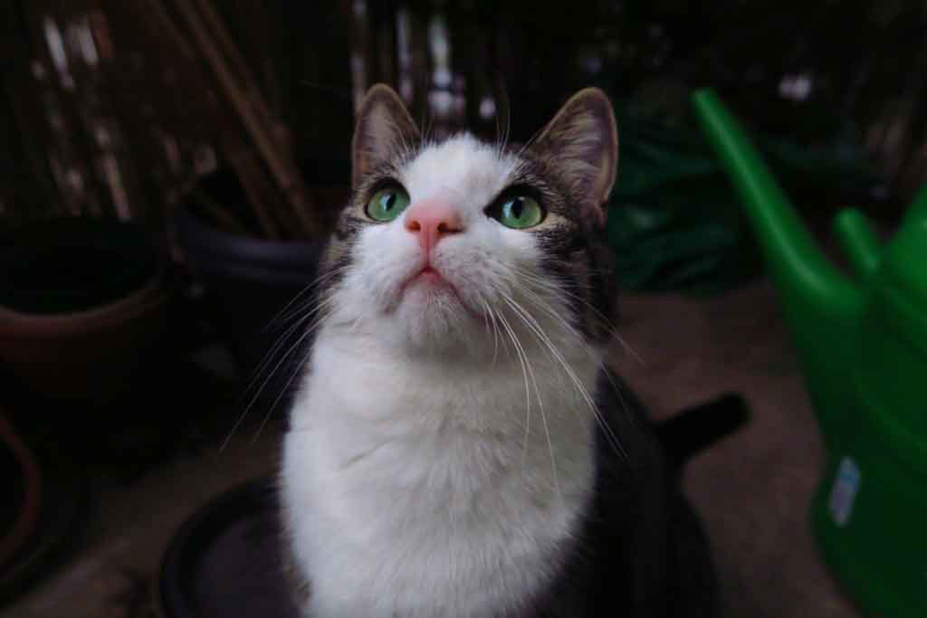 white and gray cat staring up at camera