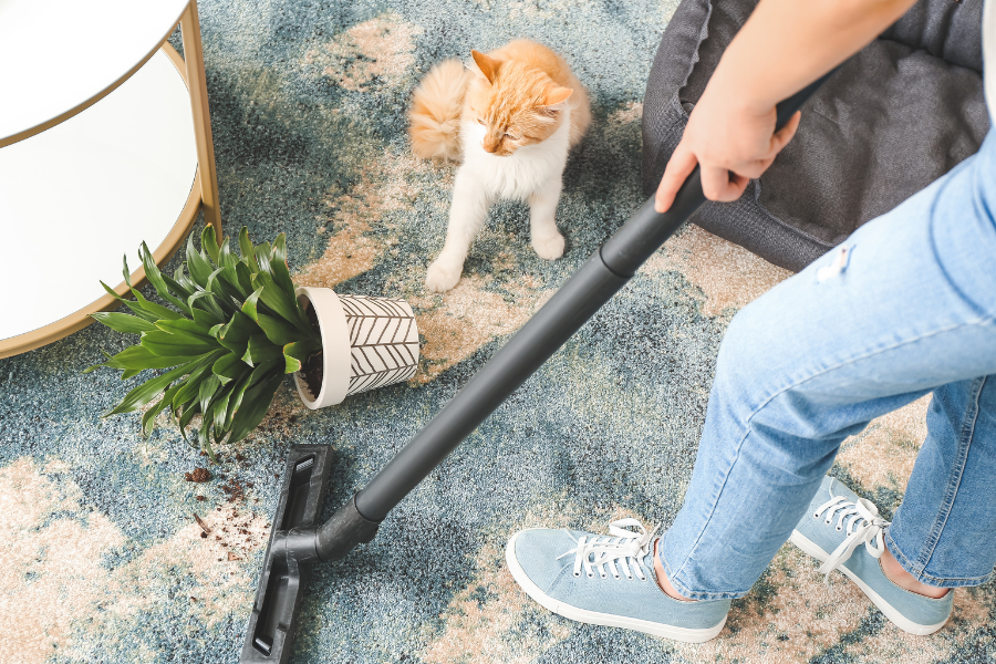 orange and white tabby next to person vacuuming rug