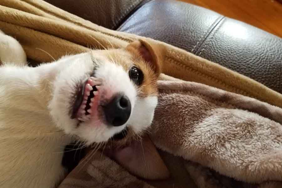 white and tan dog laying on couch smiling