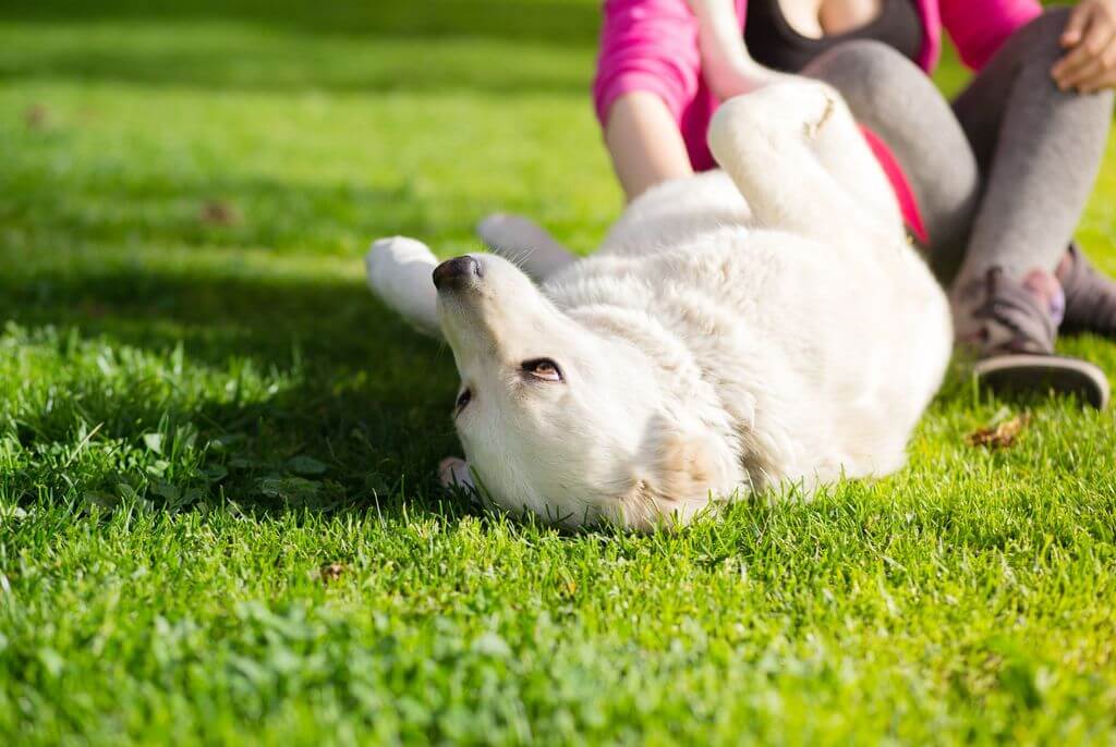 white dog rolling on the grass