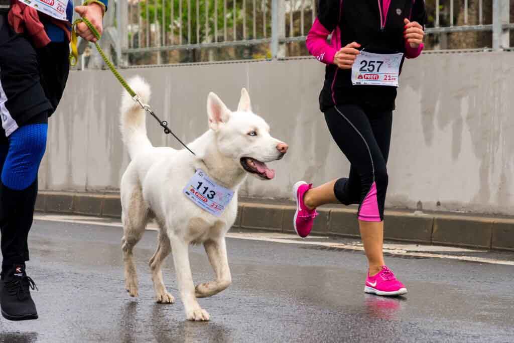 white dog running a race with a person